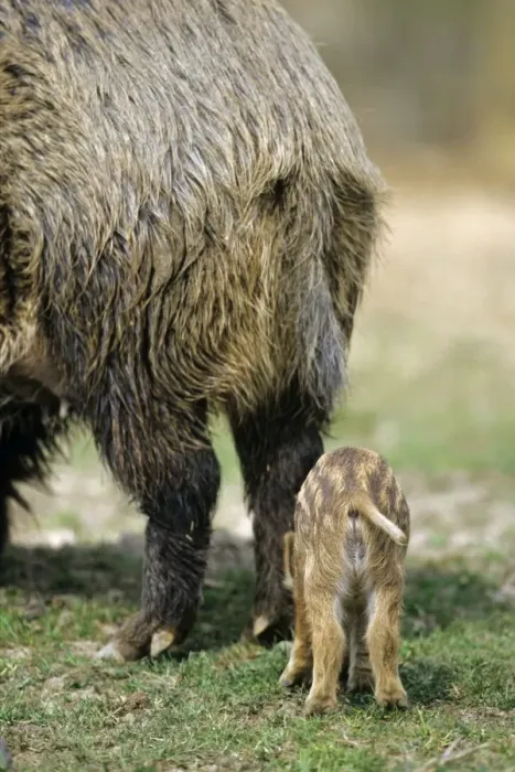 Framed Print : Wild Pig - sow and piglet, from behind. Hessen, Germany Framed Print : Wild Pig - sow and piglet, from behind. Hessen, Germany
