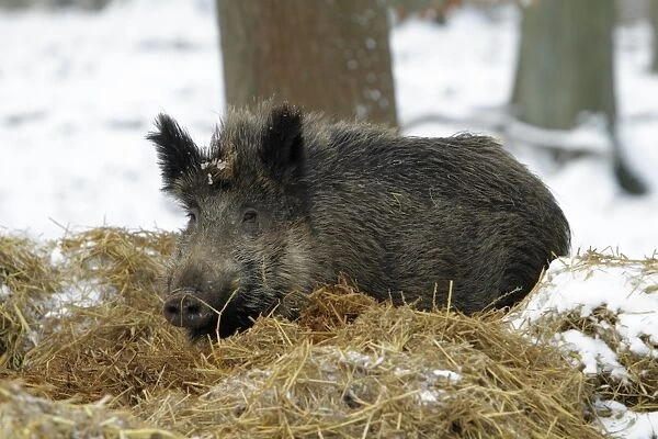 Wild Pig - sow resting in nest of straw in snow covered forest - Hessen - Germany