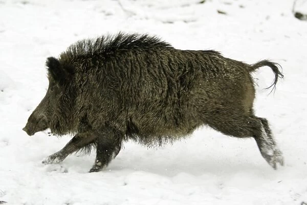 Wild Pig-Sow running through snow covered woodland Hessen, Germany