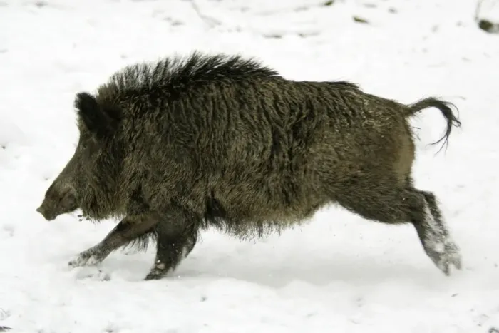 Framed Print : Wild Pig-Sow running through snow covered woodland Hessen, Germany