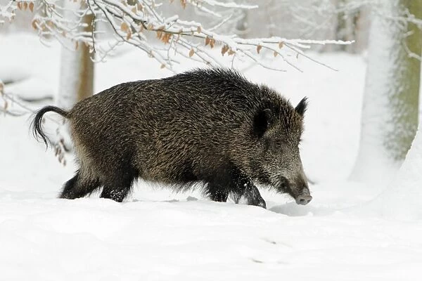 Wild Pig - sow in snow covered forest - Hessen - Germany