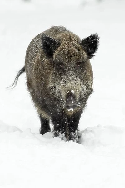 Wild Pig - sow in snow covered forest - Hessen - Germany