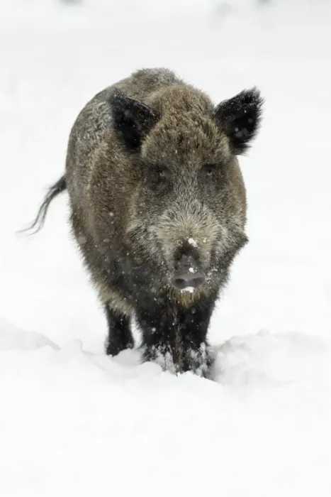Framed Print : Wild Pig - sow in snow covered forest - Hessen - Germany Framed Print : Wild Pig - sow in snow covered forest - Hessen - Germany