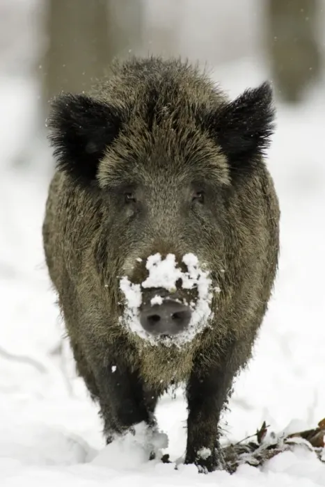 Framed Print : Wild Pig-Sow in snow covered woodland Hessen, Germany Framed Print : Wild Pig-Sow in snow covered woodland Hessen, Germany