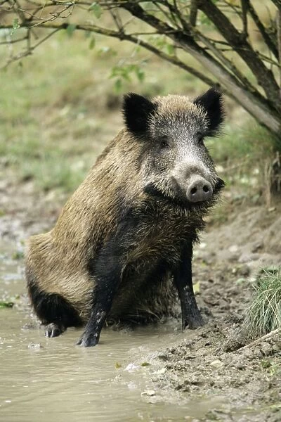 Wild Pig - sow taking mud bath Hessen, Germany