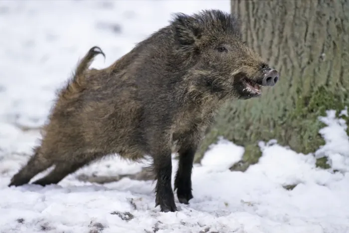 Framed Print : Wild Pig - young animal stretching itself, in snow, Hessen, Germany Framed Print : Wild Pig - young animal stretching itself, in snow, Hessen, Germany