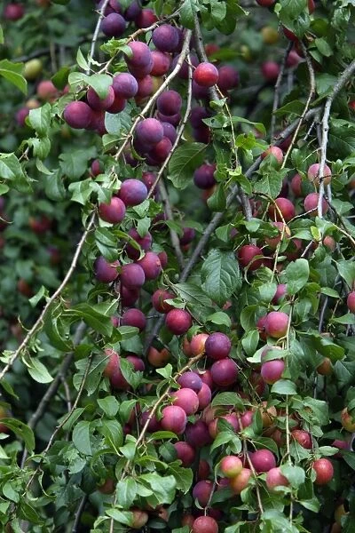 Wild Plum Tree - ripening fruits or plums, Hessen, Germany