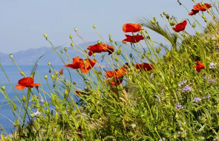 Framed Print : Wild Poppy or Field Poppy (Papaver rhoeas) against sea and sky; Mani Peninsula, Peloponnese, south Greece Framed Print : Wild Poppy or Field Poppy (Papaver rhoeas) against sea and sky; Mani Peninsula, Peloponnese, south Greece