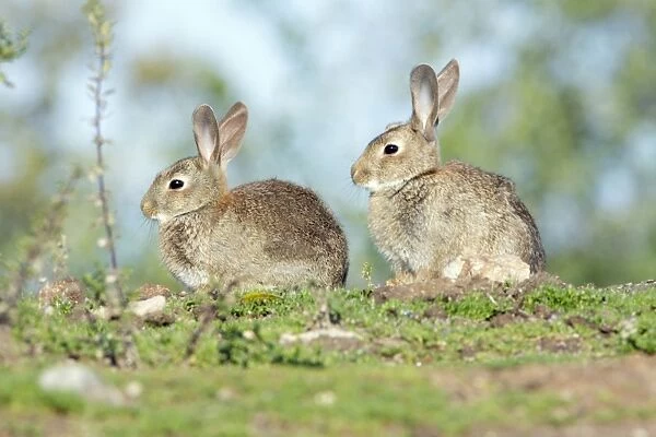 Wild Rabbit - 2 animals on pasture, region of Alentejo, Portugal