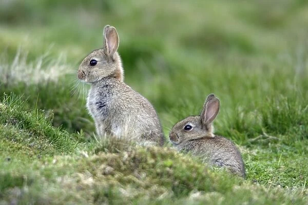 Wild Rabbit-2 young animal sitting together, Northumberland UK