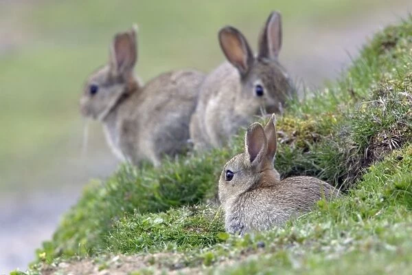 Wild Rabbit-3 young animal sitting in front of burrow, Northumberland UK