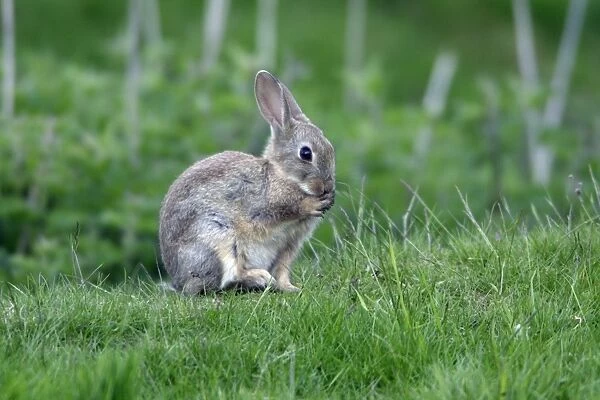 Wild Rabbit-animal sitting cleaning its paws, Northumberland UK