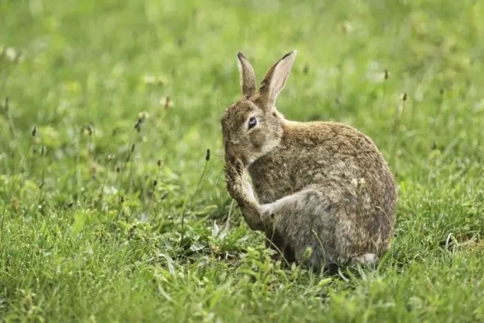 Framed Print : wild rabbit, Austria Framed Print : wild rabbit, Austria