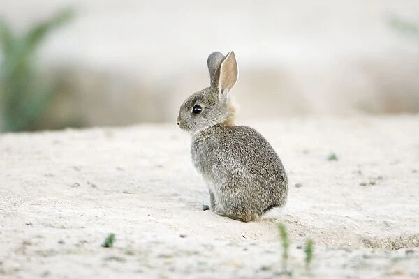 Wild Rabbit - baby animal, region of Alentejo, Portugal