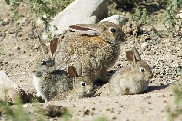 Wild Rabbit - doe with 3 babies, at burrow entrance, region of Alentejo, Portugal