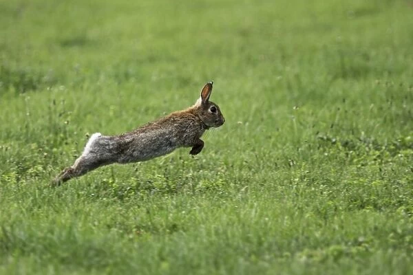 wild rabbit jumping, Austria