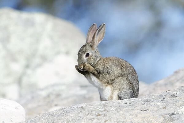 Wild Rabbit - sitting on boulder, cleaning itself, region of Alentejo, Portugal