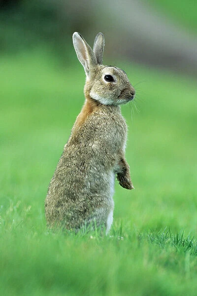 Wild Rabbit - standing on back legs, alert Isle of Mull, Scotland
