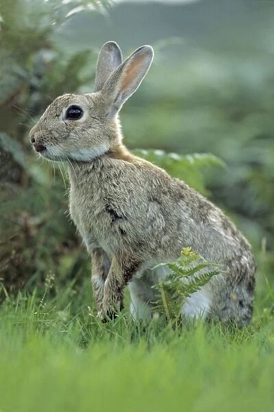 Wild Rabbit - sticking tongue out Isle of Mull, Scotland