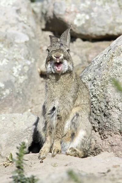 Wild Rabbit - yawning, region of Alentejo, Portugal