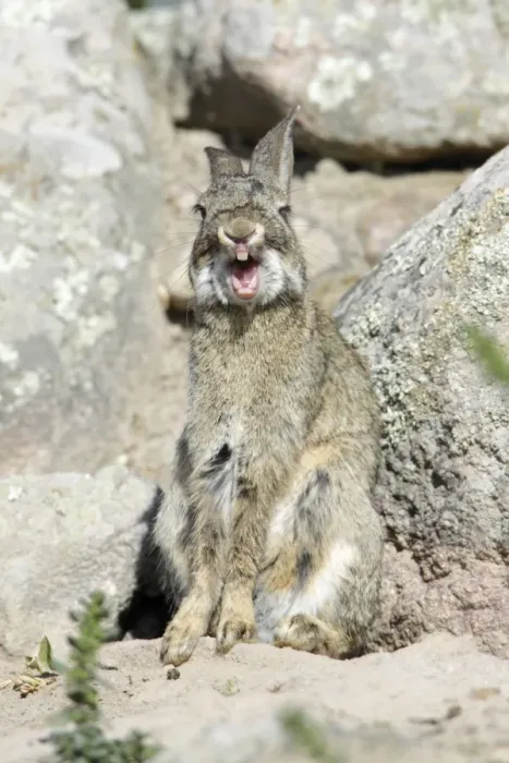 Framed Print : Wild Rabbit - yawning, region of Alentejo, Portugal Framed Print : Wild Rabbit - yawning, region of Alentejo, Portugal