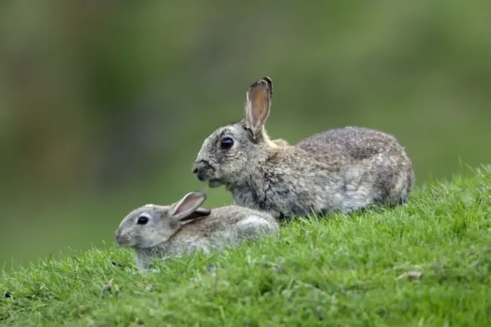 Framed Print : Wild Rabbit-young animal with adult animal on field, Northumberland UK Framed Print : Wild Rabbit-young animal with adult animal on field, Northumberland UK