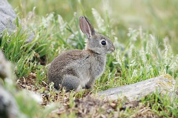 Wild Rabbit - young animal nibbling grass, region of Alentejo, Portugal