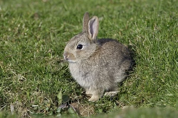 Wild Rabbit-young animal sitting in front of burrow, Northumberland UK