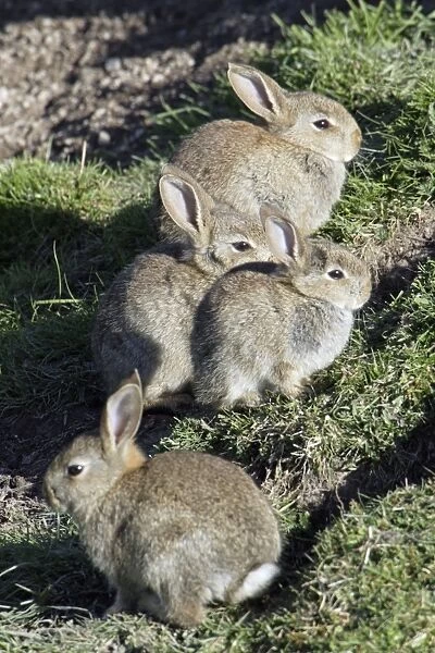 Wild Rabbits - Sitting outside warren Northumberland, England