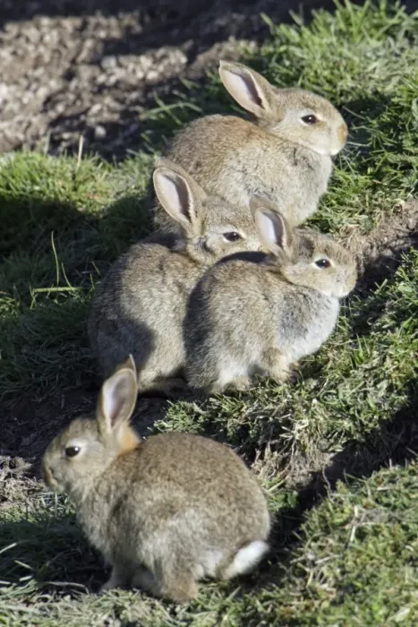 Framed Print : Wild Rabbits - Sitting outside warren Northumberland, England
