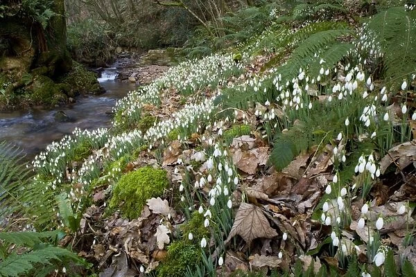 Wild Snowdrops (Galanthus nivalis) in a valley near Timberscombe on Exmoor, Somerset. Possible native site