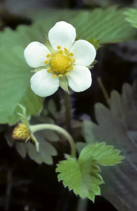 Framed Print : Wild Strawberry Framed Print : Wild Strawberry