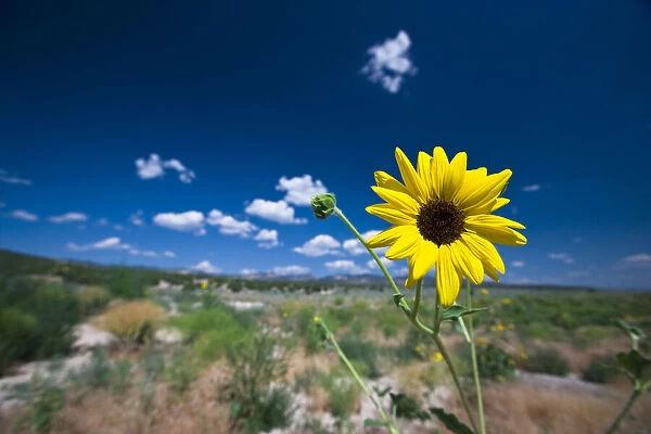 A wild sunflower stands above the southwest