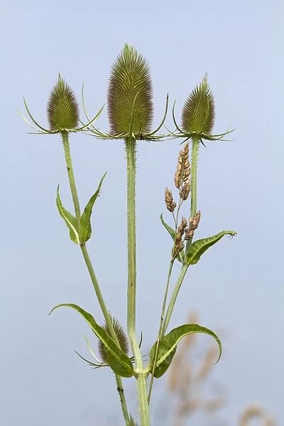 Wild Teasel plant (Dipsacus fullonum - sylvestris)