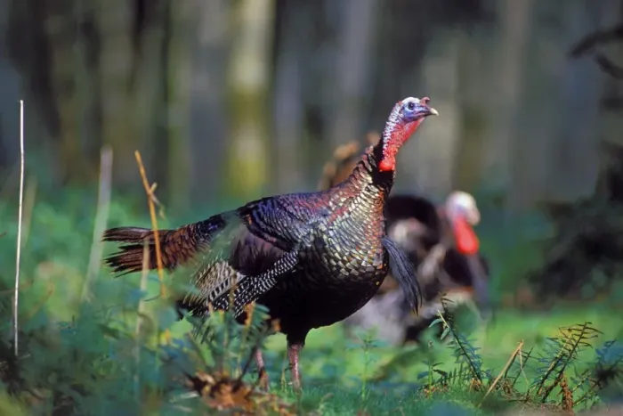 Framed Print : Wild Turkey gobbler in spring. Pacific Northwest. b1424 Framed Print : Wild Turkey gobbler in spring. Pacific Northwest. b1424