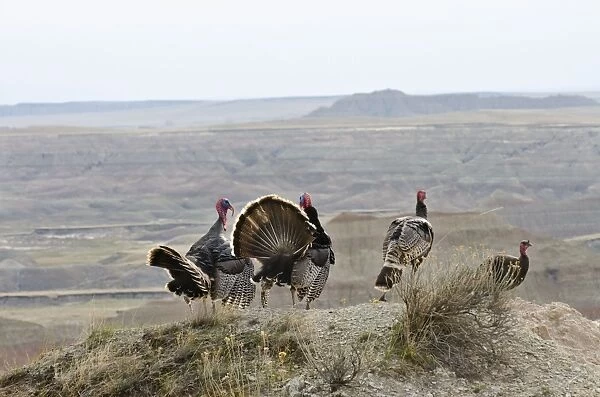 Wild Turkey - two gobblers strutting before a couple