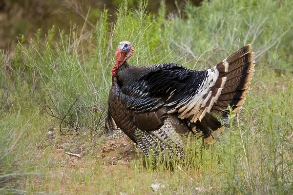 Wild Turkey - male displaying - Zion National Park - Utah - USA