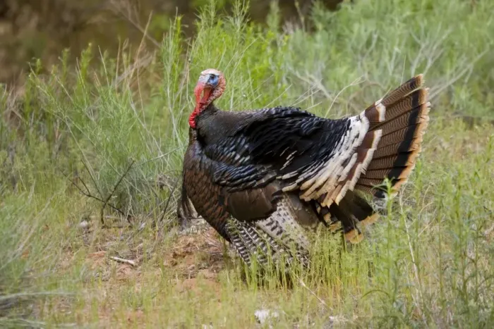 Framed Print : Wild Turkey - male displaying - Zion National Park - Utah - USA Framed Print : Wild Turkey - male displaying - Zion National Park - Utah - USA
