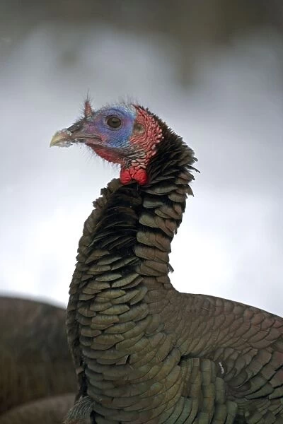 Wild Turkey - Male - New York - In snow - Widespread in the U. S. and Mexico - reintroduced in much of former range - largest gamebird in North America - birds of the open forest - forage mostly on the ground for seeds - nuts - acorns - insects