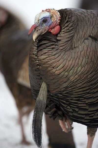 Wild Turkey - Male - New York - Widespread in the U. S. and Mexico - reintroduced in much of former range - largest gamebird in North America - birds of the open forest - forage mostly on the ground for seeds - nuts - acorns - insects - females