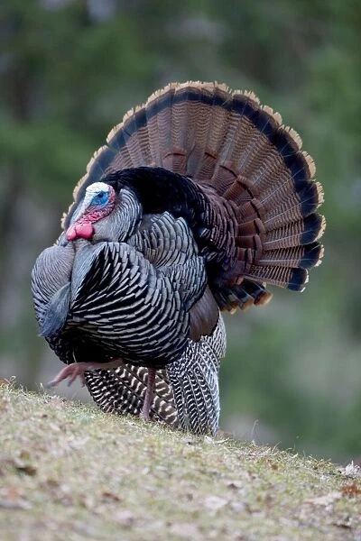 Wild Turkey - male - In Springtime display - Widespread in the U. S. and Mexico - reintroduced in much of former range - largest gamebird in North America - birds of the open forest - forage mostly on the ground for seeds - nuts - acorns - insects