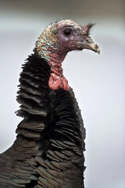 Wild Turkey (Meleagris gallopavo) - Male - New York - Widespread in the U. S. and Mexico - reintroduced in much of former range - largest gamebird in North America - birds of the open forest - forage mostly on the ground for seeds - nuts - acorns