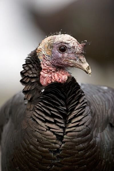 Wild Turkey (Meleagris gallopavo) - Male - New York - Widespread in the U. S. and Mexico - reintroduced in much of former range - largest gamebird in North America - birds of the open forest - forage mostly on the ground for seeds - nuts - acorns