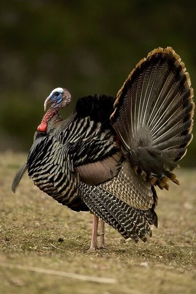 Wild Turkey (Meleagris gallopavo) - Male in diplay - New York - Widespread in the U. S. and Mexico - reintroduced in much of former range - largest gamebird in North America - birds of the open forest - forage mostly on the ground for seeds - nuts