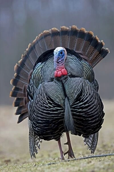 Wild Turkey (Meleagris gallopavo) - Male in display - New York - Widespread in the U. S. and Mexico - reintroduced in much of former range - largest gamebird in North America - birds of the open forest - forage mostly on the ground for seeds - nuts