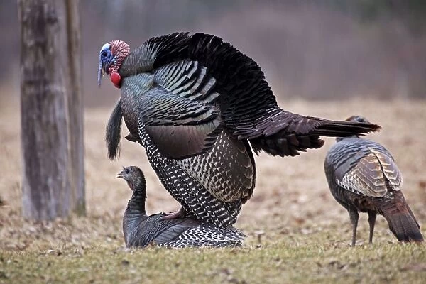 Wild Turkey (Meleagris gallopavo) - Wild Turkeys Mating - Male (top) preparing to copulate with female - Snowing lightly - New York - Widespread in the U. S