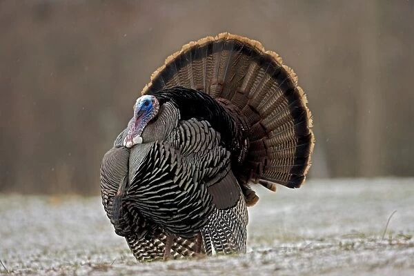 Wild Turkey (Meleagris gallopavo) - Male in display - New York - In early Spring - Lightly snowing - Widespread in the U. S. and Mexico - reintroduced in much of former range - largest gamebird in North America - birds of the open forest - forage