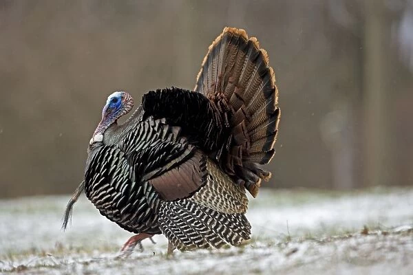 Wild Turkey (Meleagris gallopavo) - Male in display - New York - In early Spring - Lightly snowing - Widespread in the U. S. and Mexico - reintroduced in much of former range - largest game bird in North America - birds of the open forest - forage