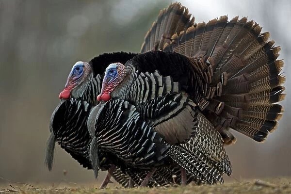 Wild Turkey (Meleagris gallopavo) - Males in display - New York - Widespread in the U. S. and Mexico - reintroduced in much of former range - largest gamebird in North America - birds of the open forest - forage mostly on the ground for seeds - nuts