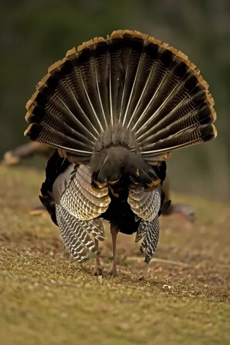 Framed Print : Wild Turkey (Meleagris gallopavo) - Male in diplay - New York - Widespread in the U. S. and Mexico - reintroduced in much of former range - largest gamebird in North America - birds of the open forest - forage mostly on the ground for seeds - nuts Framed Print : Wild Turkey (Meleagris gallopavo) - Male in diplay - New York - Widespread in the U. S. and Mexico - reintroduced in much of former range - largest gamebird in North America - birds of the open forest - forage mostly on the ground for seeds - nuts